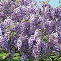DELIVERED SEPTEMBER 2024 Caroline Wisteria Tree Vine (Wisteria 'Caroline') 4 Years old, HEAVILY SCENTED + PATIO/BONSAI SUITABLE, LONG LIVED, Supplied at 1.0 - 1.50m in a 3-7 litre container **FREE UK MAINLAND DELIVERY + FREE 100% TREE WARRANTY**