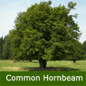 Bare Root Common Hornbeam Tree (Carpinus betulus) Supplied 1.00-2.00m ***PRICE INCLUDES FREE UK MAINLAND DELIVERY + 3 YEAR TREE WARRANTY*** Bare Root Common Hornbeam Tree (Carpinus betulus) Supplied 1.00-2.00m ***PRICE INCLUDES FREE UK MAINLAND DELIVERY + 3 YEAR TREE WARRANTY***