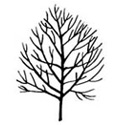 Bare Root Carpinus Betulus Common Hornbeam shape