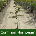 Mature Common Hornbeam Tree (Carpinus Betulus) **PRICE INCLUDES FREE MAINLAND DELIVERY**