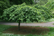 Mature Prunus Kiku-Shadare-/Sakura Cheals Weeping Cherry Tree SMALL + WEEPING **FREE UK MAINLAND DELIVERY + FREE 100% TREE WARRANTY**