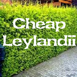 SUPER SALE On Gold And Green Leylandii Hedging Trees. 40-60cm Tall, **FREE UK MAINLAND DELIVERY + FREE TREE WARRANTY**