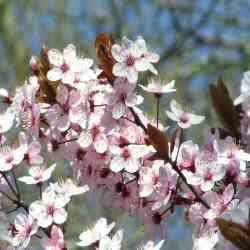 Cherry or Myrobalan Plum Hedge (Prunus Cerasifera) 20 - 40cm Trees**FREE UK MAINLAND DELIVERY + FREE 100% TREE WARRANTY**