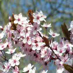 Mature Cherry Plum Tree, Prunus Cerasifera Nigra, AWARD **FREE UK MAINLAND DELIVERY + FREE 100% TREE WARRANTY**