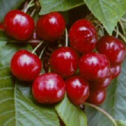 Morello Cooking Cherry Tree, Self Fertile + Very Hardy + Reliable **FREE DELIVERY + 100% TREE WARRANTY**