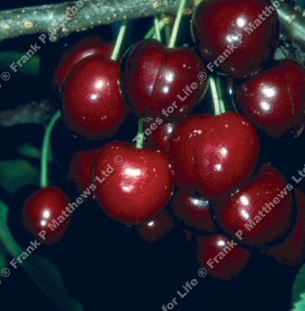 Lapins Cherokee Eating Cherry Tree, Self Fertile + Large Fruit **FREE DELIVERY + 100% TREE WARRANTY**