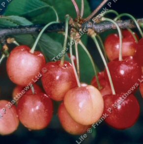 Merton Glory Eating Cherry Tree, Large Cherries + Sweet + White Cherry + Compact Tree + Not Self Fertile **FREE DELIVERY + 100% TREE WARRANTY**