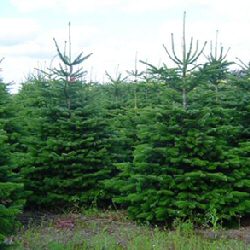 Norway Spruce Christmas Tree (Picea abies) 20 - 40cm **PRICE INCLUDES FREE UK MAINLAND DELIVERY***
