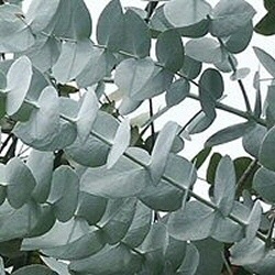 Shining Gum (Eucalyptus Nitens) 20 - 40cm Hedge Trees, FAST GROWING + SCENTED FOLIAGE + BIOFUEL**FREE UK MAINLAND DELIVERY + FREE 100% TREE WARRANTY** Shining Gum (Eucalyptus Nitens) 20 - 40cm Hedge Trees, FAST GROWING + SCENTED FOLIAGE + BIOFUEL**FREE UK MAINLAND DELIVERY + FREE 100% TREE WARRANTY**