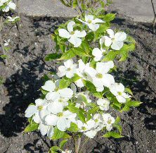 Cloud Nine North American Flowering Dogwood Tree (Cornus florida 'Cloud Nine') Supplied height 0.9 - 1.5m in a 12 litre container **FREE UK MAINLAND DELIVERY + FREE 100% TREE WARRANTY**
