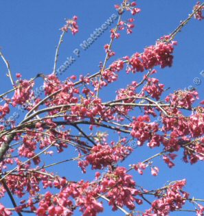 Collingwood Ingram Japanese Flowering Cherry Tree (Prunus - 'Collingwood Ingram') Supplied height 1.5 - 1.6m in a 12 litre container **FREE UK MAINLAND DELIVERY + FREE 100% TREE WARRANTY**