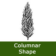 <font color="red">[DELIVERED 16TH AUGUST 2012]</font> Obelisk Ash Tree (Fraxinus ornus 'Obelisk') Supplied height 1.5 - 1.8m, 12L Pot, LOW MAINTENANCE, SMALL TREE, POOR SOIL TOLERANT **FREE UK MAINLAND DELIVERY + FREE 100% TREE WARRANTY**