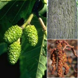 Common Alder Tree (Alnus glutinosa) 20 - 40cm Trees **FREE UK MAINLAND DELIVERY + FREE 100% TREE WARRANTY**