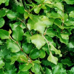 **BULK BUY - COST PER 100 £99.95** A SAVING OF £20.00 ON OUR 100 RATE**Common Beech Hedging Tree (Fagus sylvatica) 20-40cm Pack of 500 hedging trees **FREE UK MAINLAND DELIVERY EXCEPT SCOTTISH HIGHLANDS**