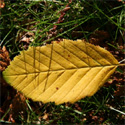 Bare Root Carpinus Betulus Common Hornbeam Autumn leaves