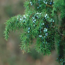 Common Juniper Tree (Juniperus communis) 15 - 30cm Pack of 100 trees **FREE UK MAINLAND DELIVERY EXCEPT SCOTTISH HIGHLANDS**