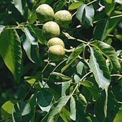 Common Walnut Tree, Juglans Regia 20 - 60cm Trees, GOOD WOOD + WINE FROM LEAVES + ATTRACTS ALIENS **FREE UK MAINLAND DELIVERY + FREE TREE WARRANTY**