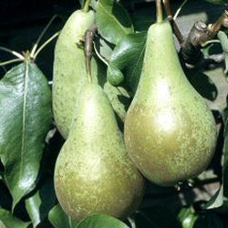 Conference Pear Tree SELF FERTILE (C3) SWEET + JUICY + RELIABLE CROP 2-3 years old, Delivered 1.2-2.00m, **FREE UK MAINLAND DELIVERY + FREE 100% TREE WARRANTY**