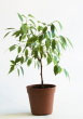 Example of cell grown trees you can buy from www.trees-online.co.uk