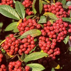 Cornubia Cotoneaster Tree (Cotoneaster frigidis -'Cornubia') Supplied height 1.5 to 1.7 metres in a 12 litre container **FREE UK MAINLAND DELIVERY + FREE 100% TREE WARRANTY**