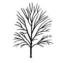 Cornus Norman Haddon/Hadden Dogwood Tree SEMI-EVERGREEN **FREE UK MAINLAND DELIVERY + FREE 100% TREE WARRANTY**