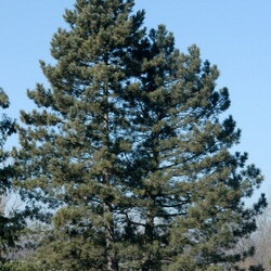 Corsican Pine Tree (Pinus nigra var. maritima) 15-30cm Pack of 100 trees**FREE UK MAINLAND DELIVERY EXCEPT SCOTTISH HIGHLANDS**