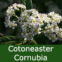 Cornubia Cotoneaster Tree EVERGREEN + AWARD + DROUGHT RESISTANT + SMALL + COAST **FREE UK MAINLAND DELIVERY + FREE 100% TREE WARRANTY**