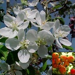 Mature John Downie(4) Crab Apple Tree, POPULAR + AWARD +GOOD FOR JELLY + FAST GROWING **FREE UK MAINLAND DELIVERY + FREE TREE WARRANTY**