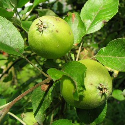 DELIVERED SEPTEMBER 2024 Crab Apple Tree (Malus sylvestris) 20-40cm Trees, CRAB APPLE JELLY **FREE UK MAINLAND DELIVERY + FREE 100% TREE WARRANTY**