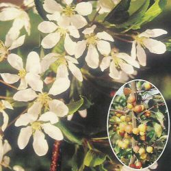 White Star Crab Apple Tree (Malus `White Star`)  1.5-2.0 m, 12 L Pot, FAST GROWING + FRAGRANT + LOW MAINTENANCE + DISEASE RESISTANT **FREE UK MAINLAND DELIVERY + FREE 100% TREE WARRANTY**