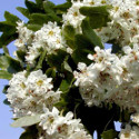 Double White Flowered Hawthorn Tree Crataegus Laevigata Plena **FREE DELIVERY + WARRANTY**