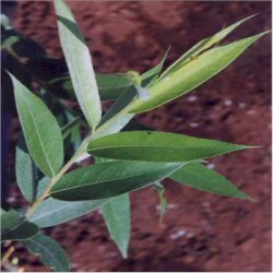 Cricket Bat Willow (Salix alba caerulea) Height 20-40cm Pack of 100 trees**FREE UK MAINLAND DELIVERY EXCEPT SCOTTISH HIGHLANDS**
