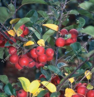 Crittenden Crab Apple Tree (Malus 'Crittenden') Supplied height 1.5 - 1.6m in a 12 litre container **FREE UK MAINLAND DELIVERY EXCEPT SCOTTISH HIGHLANDS**
