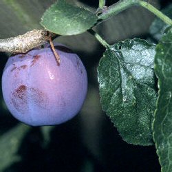 old plum tree