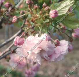 Prunus Daikoku Japanese Flowering Cherry Tree '**FREE UK MAINLAND DELIVERY + FREE 100% TREE WARRANTY**