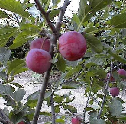 Merryweather Damson Fruit Tree (Prunus domestica `Merryweather`) Supplied in a container **FREE UK MAINLAND DELIVERY + FREE 100% TREE WARRANTY**