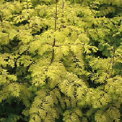 Dawn Redwood Tree Gold Rush (Metasequoia glyptostroboides `Gold Rush`) Supplied 1.3-1.7 m in 7 litre container **FREE UK MAINLAND DELIVERY + FREE 100% TREE WARRANTY**