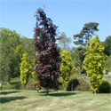 Fagus Dawyck Purple Beech Tree AWARD + EXPOSED SITES + LOW MAINTENANCE + CLAY TOLERANT + SLOW GROWING + COLUMNAR **FREE UK MAINLAND DELIVERY + FREE 100% TREE WARRANTY**