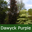 Fagus Dawyck Purple Beech Tree AWARD + EXPOSED SITES + LOW MAINTENANCE + CLAY TOLERANT + SLOW GROWING + COLUMNAR **FREE UK MAINLAND DELIVERY + FREE 100% TREE WARRANTY**