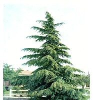 Deodar Cedar (Cedrus deodara) Height 1.0 - 1.2m in a 7 litre container