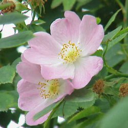 Dog Rose (Rosa canina) 20-40cm hedging tree shrubs **FREE UK MAINLAND DELIVERY + FREE 100% TREE WARRANTY**