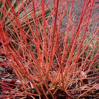 Dogwood Shrubs