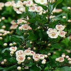 Double White Flowered Hawthorn Tree (Crataegus laevigata 'Plena') Supplied height 1.5 to 1.7 metres in a 12 litre container **FREE UK MAINLAND DELIVERY + FREE 100% TREE WARRANTY**