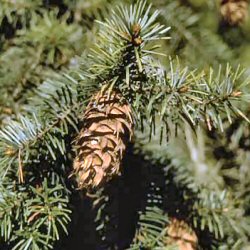 Douglas Fir Tree (Pseudotsuga taxifolia syn Pseudotsuga menziesii) 20-40cm Trees **FREE UK MAINLAND DELIVERY + FREE 100% TREE WARRANTY** Douglas Fir Tree (Pseudotsuga taxifolia syn Pseudotsuga menziesii) 20-40cm Trees **FREE UK MAINLAND DELIVERY + FREE 100% TREE WARRANTY**