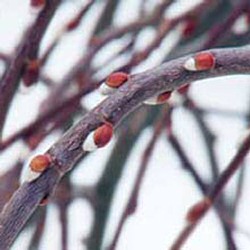 Dwarf Weeping Willow Tree (Salix caprea `Kilmarnock`) Supplied height 1.5 metres in a 12 litre container **FREE UK MAINLAND DELIVERY EXCEPT SCOTTISH HIGHLANDS**