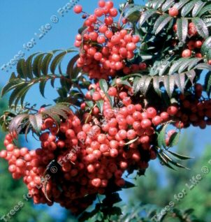 Eastern Promise Mountain Ash or Rowan Tree SMALL + PINK BERRIES **FREE UK MAINLAND DELIVERY + FREE 100% TREE WARRANTY**