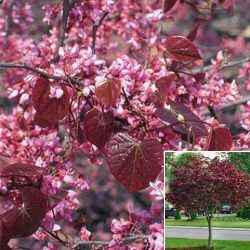 Eastern Redbud Tree (Cercis canadensis `Forest Pansy`) Supplied height 1.3 to 1.5 metres in 12 litre container **FREE UK MAINLAND DELIVERY EXCEPT SCOTTISH HIGHLANDS**