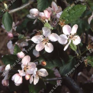 Elk River Crab Apple Tree (Malus coronaria 'Elk River') Supplied height 1.5 - 1.6m in a 12 litre container **FREE UK MAINLAND DELIVERY + FREE 100% TREE WARRANTY**