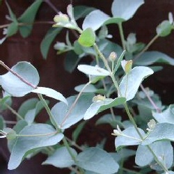 Eucalyptus/Gum Trees