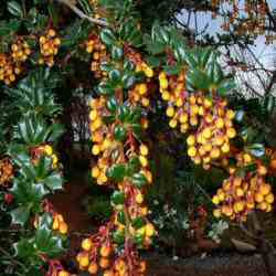 **BULK BUY - COST PER 100 £89.95** A SAVING OF £20.00 ON OUR 100 RATE**Evergreen Barberry Hedging (Berberis darwinii) 10-20cm Pack of 100 hedging shrubs **FREE UK MAINLAND DELIVERY EXCEPT SCOTTISH HIGHLANDS**